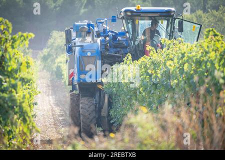 Maquina vendimiadora, Murillo de Río Leza, la Rioja , Spagna, Europa Foto Stock