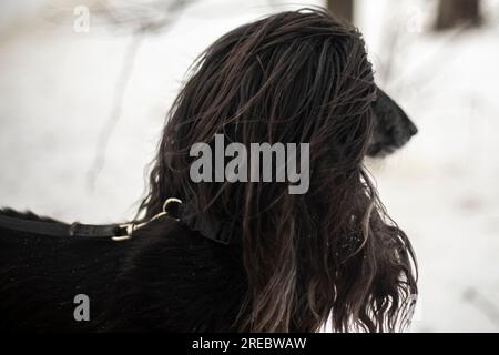 Cane con capelli neri. Afghano. Animale grazioso. Bellissimo animale domestico. Razza di cane. Foto Stock