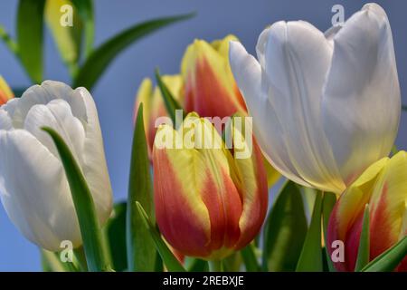 Un'immagine ravvicinata di alcune teste di tulipani in fiore fotografate sotto la luce artificiale. Foto Stock