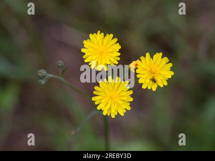 Tre teste di fiori gialle luminose e alcuni boccioli di barba di Falco liscia, vista dall'alto Foto Stock