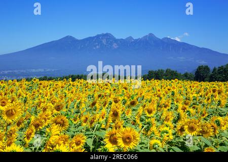 Akeno Foto Stock