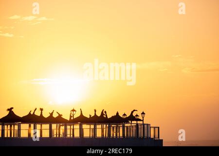 Ombrelloni presso l'hotel Marques, spiaggia es Coto, Maiorca, Isole Baleari, Spagna Foto Stock