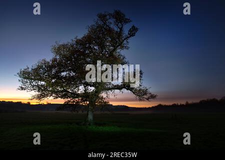 quercia matura al crepuscolo Foto Stock
