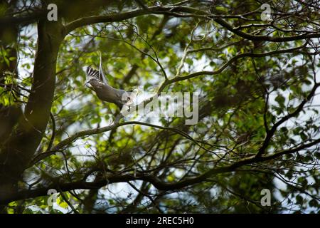 Collare eurasiatica colomba, Streptopelia decaocto Foto Stock