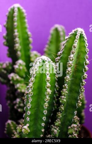 cactus for computer, Cereus uruguayanus, Mallorca, Isole Baleari, Spagna Foto Stock