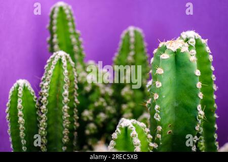 cactus for computer, Cereus uruguayanus, Mallorca, Isole Baleari, Spagna Foto Stock