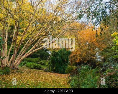 Colore autunnale da Betula ermanii 'Collina Grayswood' e Larix decidua alla Garden House, Buckland Monachorum, Devon, Regno Unito Foto Stock