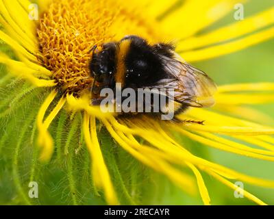 Bumble Bee dalla coda bianca, Bombus lucorum, addormentato su Inula Hookeri in un giardino britannico Foto Stock