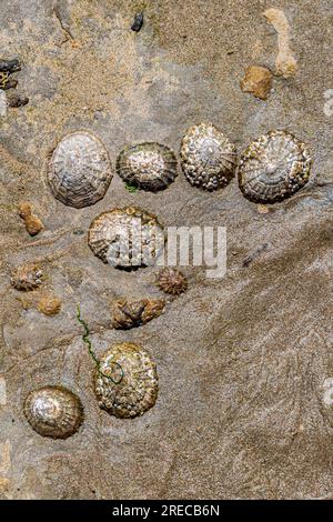 Una vista ad alto angolo dei limpet su una roccia sulla costa del Sussex Foto Stock