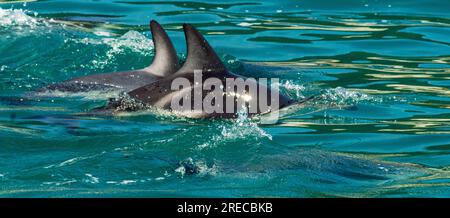 Dusky Dolphins e l'oceano, Kaikoura, nuova Zelanda Foto Stock