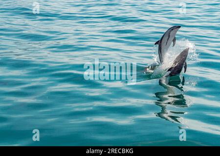 Dusky Dolphins si diverte, Kaikoura, nuova Zelanda Foto Stock