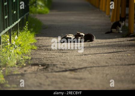 I gattini giocano sulla strada in estate. Gatti sulla strada. Gattini senzatetto in cortile. Pista solare. Foto Stock