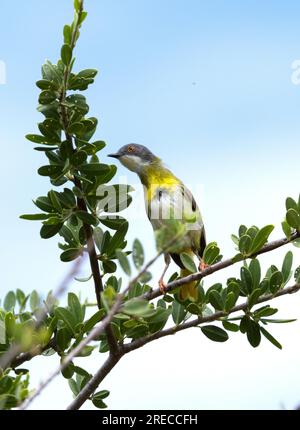 Un piccolo membro della famiglia Warbler, l'Apalis dal petto giallo è più spesso sentito che visto. Sono attivi nella tettoia dell'albero alla ricerca di inver Foto Stock