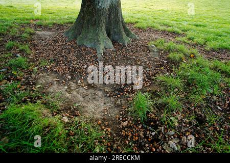 Un raccolto di ghiande, Un anno di albero Foto Stock