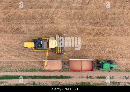 Trattore con rimorchio che lavora in tandem insieme a una mietitrebbia funzionante che scarica la granella dal caricatore. Vista aerea dell'agricoltura Foto Stock
