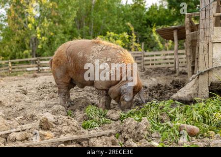 Mangalica razza ungherese di suino domestico in azienda Foto Stock