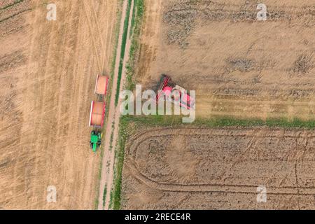 Mietitrebbiatrice che lavora sul campo di grano. Vista aerea dell'agricoltura Foto Stock