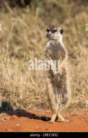 Un Suricato solitario, noto anche come Meerkat, in posizione eretta mentre esplora l'area circostante nel Parco Nazionale di Mokala, in Sudafrica Foto Stock