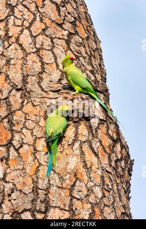 Psittacula krameri vicino a un buco di alberi a Villa Celimontana, Roma, Italia Foto Stock