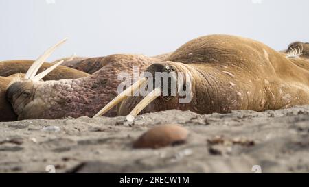 Un gruppo di trichechi che riposa sulla spiaggia delle Svalbard, Norvegia Foto Stock