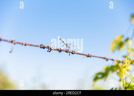 Dragonfly arroccato su un filo sotto un cielo blu Foto Stock