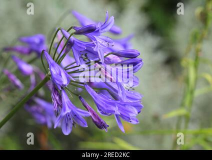 I fiori di Agapanthus Lapis Lazuli Foto Stock