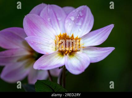 Un bellissimo fiore di Dahlia rosa e bianco, ricoperto di gocce di pioggia Foto Stock