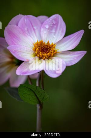 Un bellissimo fiore di Dahlia rosa e bianco, ricoperto di gocce di pioggia Foto Stock