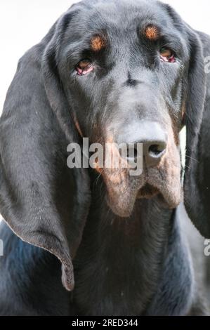 Primo piano con Black e Tan Coonhound Foto Stock