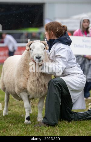 Gli agricoltori che mostrano le loro pecore sotto la pioggia al Royal Welsh Show 2023. Foto Stock