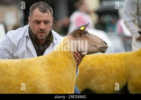 Gli agricoltori che mostrano le loro pecore sotto la pioggia al Royal Welsh Show 2023. Foto Stock