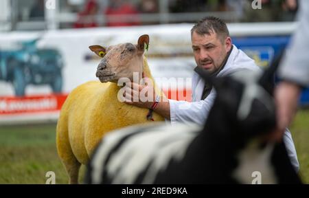 Gli agricoltori che mostrano le loro pecore sotto la pioggia al Royal Welsh Show 2023. Foto Stock