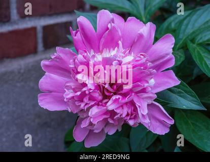 Graziosa peonia rosa, Paeonia lactiflora Pall o Peonia comune giardino in piena fioritura in una mattina primaverile a St Giardino della chiesa cattolica di Mark. Foto Stock