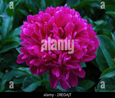 Bella e vivace peonia rosa, Paeonia lactiflora Pall, peonia comune in un giardino primaverile mattutino a St Paul, Minnesota USA. Foto Stock