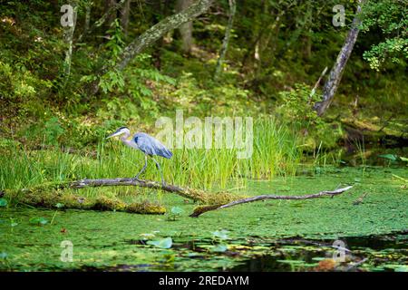 Una grande caccia all'airone blu lungo la riva del lago al Bays Mountain Park, Tennessee. Foto Stock