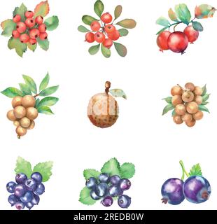 Acquerello biancospino, longan e ribes nero isolati su sfondo bianco. Illustrazione disegnata a mano Illustrazione Vettoriale