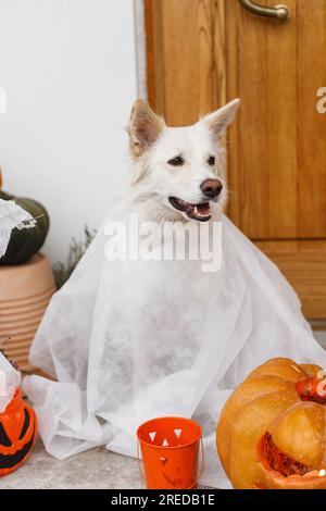 Trick o dolcetto! Spettrale fantasma di cani davanti alla casa con lanterna Jack o zucca, ragni e candele. Carino cucciolo bianco vestito da fantasma all'allowee Foto Stock