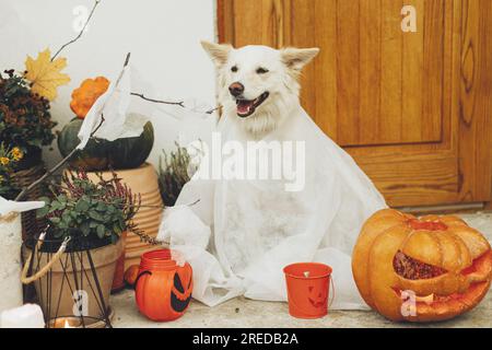 Trick o dolcetto! Spettrale fantasma di cani davanti alla casa con lanterna Jack o zucca, ragni e candele. Carino cucciolo bianco vestito da fantasma all'allowee Foto Stock