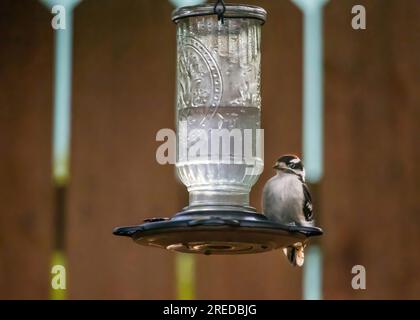 Picchiaduro maschile arroccato su un'alimentazione di colibrì sul cortile in una serata primaverile a Taylors Falls, Minnesota.USA. Foto Stock