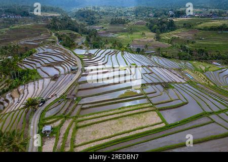 Terrazza di riso Jatiluwih, sito patrimonio dell'umanità dell'UNESCO a Bali, Indonesia Foto Stock