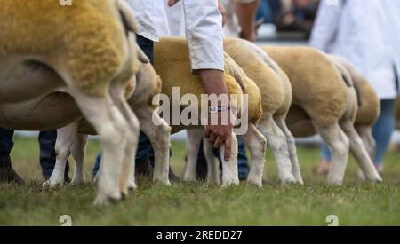 Mostra pecore al Royal Welsh Show a Buith Wells, 2023. Foto Stock