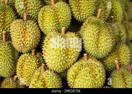 Durian fresco al mercato. molti frutti duriani maturi sullo sfondo. Foto Stock