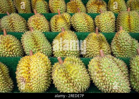 Primo piano di diversi duriani sullo scaffale. raccolta del durian. Frutti maturi e profumati della frutta reale sul bancone del negozio. Foto Stock