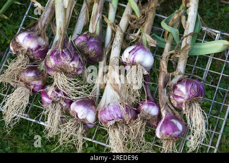 Aglio viola e bianco dopo il raccolto Foto Stock