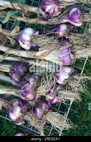 Aglio viola e bianco dopo il raccolto Foto Stock