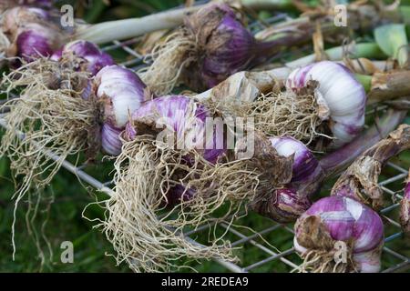 Aglio viola e bianco dopo il raccolto Foto Stock