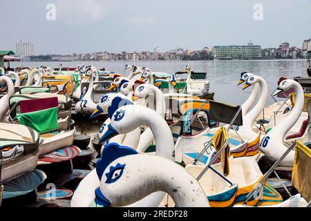 I cigni in barca a remi sul lago Tay a Quan Tay ho o nel distretto di Westlake, Hanoi in Vietnam Foto Stock