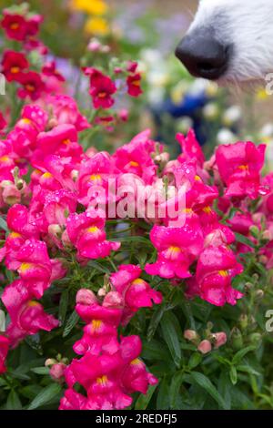 Fiori di bocca di leone Foto Stock