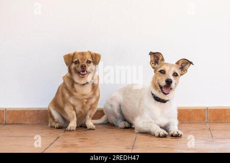 Vista ravvicinata di due cani con razze miste, su un muro bianco. Foto Stock