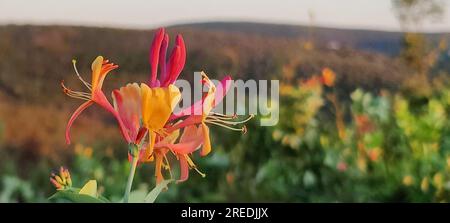 Vista ravvicinata del fiore etrusco del caprifoglio (lonicera etrusca). Foto Stock